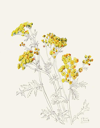 Delicate Yellow Blooms Art Print