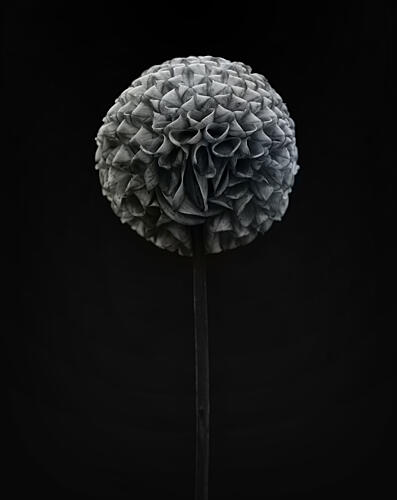 Dark Dahlia Bloom Art Print