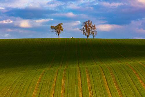 Green Fields Horizon Trees Art Print