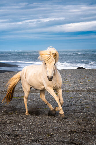 Wild Icelandic Horse Art Print