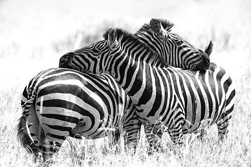 Affectionate Zebras Art Print by Andrea Auf Dem Brinke
