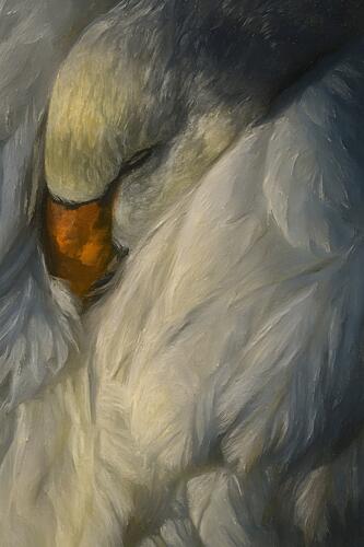 Peaceful Sleeping Swan Art Print