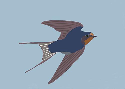 Flying Barn Swallow Art Print