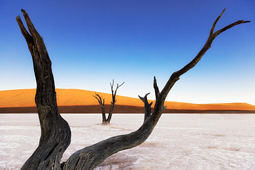 Desert Dunes and Dead Trees Art Print by Louise Xie Apa