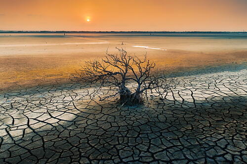 Desolate Desert Sunset Tree Art Print
