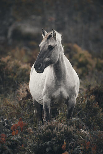 Solitary Wild Horse Art Print