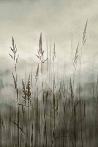 Ethereal Tall Grass Art Print