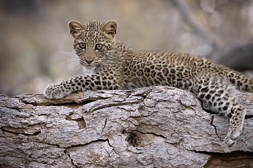 Watchful Leopard Cub Art Print