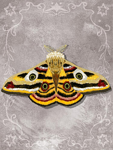 Ornate Moth Portrait Art Print