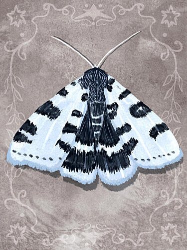 Whimsical Spotted Moth Art Print