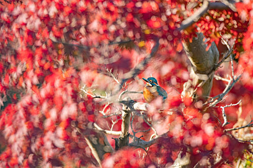 Autumn Kingfisher Red Leaves Art Print