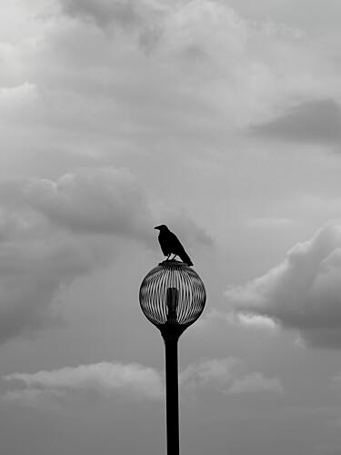 Solitary Crow Streetlight Art Print