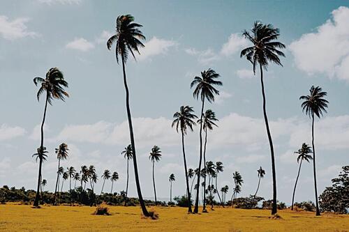 Island Palm Trees Art Print by del Mundo Portraits