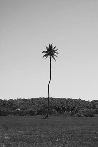 Elegant Palm Tree View Art Print by del Mundo Portraits