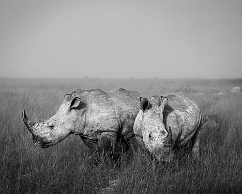 White Rhinos in Mist Art Print by Sophie B