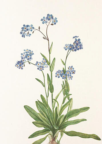 Alpine Forget Me Not from North American Wildflowers 1925 by Mary Vaux Walcott Art Print