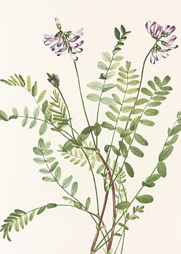 Alpine Milkvetch from North American Wildflowers 1925 by Mary Vaux Walcott Art Print