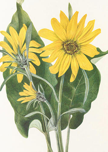Balsamroot from North American Wildflowers 1925 by Mary Vaux Walcott Art Print