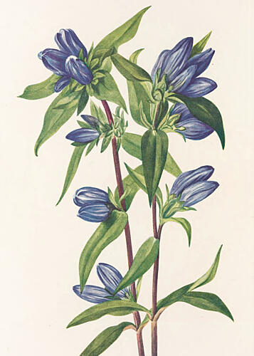 Bottle Gentian from North American Wildflowers 1925 by Mary Vaux Walcott Art Print