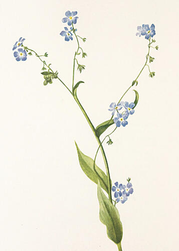 Bur Forget Me Not from North American Wildflowers 1925 by Mary Vaux Walcott Art Print