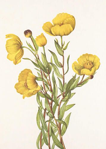 Bushpoppy from North American Wildflowers 1925 by Mary Vaux Walcott Art Print