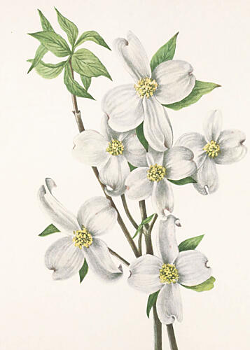 Flowering Dogwood from North American Wildflowers 1925 by Mary Vaux Walcott Art Print