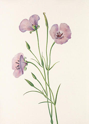 Lilac Mariposa from North American Wildflowers 1925 by Mary Vaux Walcott Art Print