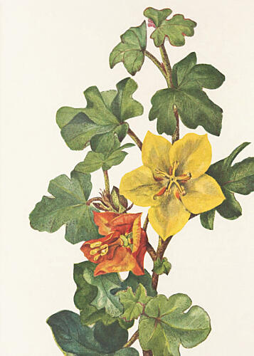 Mexican Fremontia from North American Wildflowers 1925 by Mary Vaux Walcott Art Print