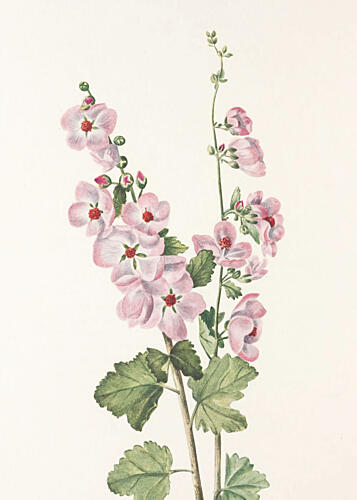 Orange Eye Globemallow from North American Wildflowers 1925 by Mary Vaux Walcott Art Print
