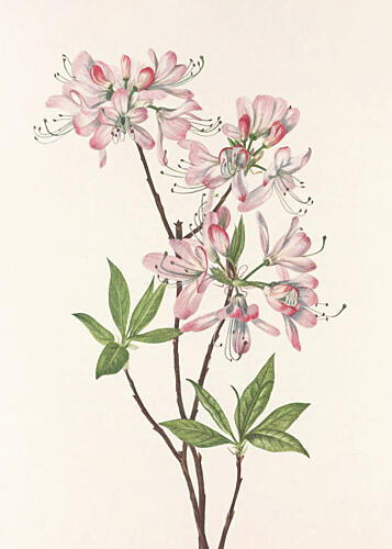Pinkshell Azalea from North American Wildflowers 1925 by Mary Vaux Walcott Art Print