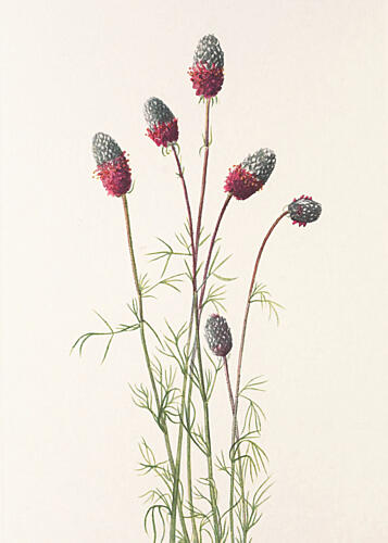 Purple Prairie Clover from North American Wildflowers 1925 by Mary Vaux Walcott Art Print