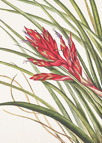 Quill Leaf Tillandsia from North American Wildflowers 1925 by Mary Vaux Walcott Art Print