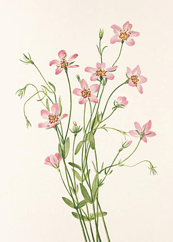 Saltmarsh Rose Gentian from North American Wildflowers 1925 by Mary Vaux Walcott. Art Print