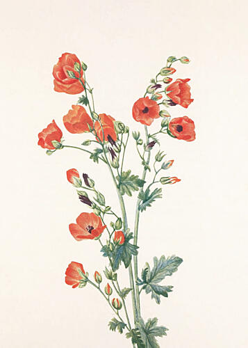 Scarlet Globe Mallow from North American Wildflowers 1925 by Mary Vaux Walcott Art Print