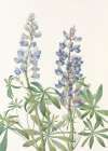 Sundial Lupine From North American Wildflowers (1925) By Mary Vaux Walcott Art Print