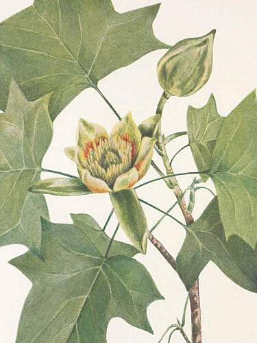 Tulip Tree from North American Wildflowers 1925 by Mary Vaux Walcott. Art Print