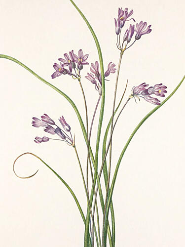 Wild Hyacinth from North American Wildflowers 1925 by Mary Vaux Walcott Art Print