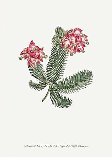 Erica Glauca Flower Garden Displayed by Francis Sansom Art Print by Francis Sansom