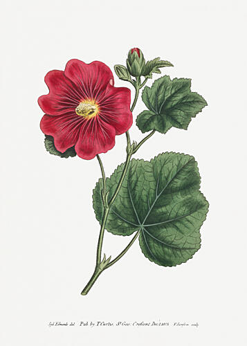 Alcea Rosea 1815 Flower Garden Displayed by Francis Sansom Art Print by Francis Sansom