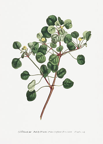 Euphorbia Petiolaris 1805 Flower Garden Displayed by Francis Sansom Art Print by Francis Sansom