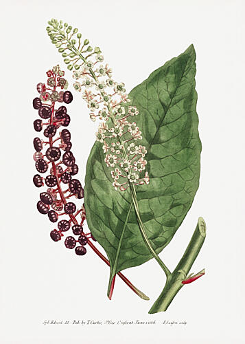 Phytolacca Decandra 1806 Flower Garden Displayed by Francis Sansom Art Print by Francis Sansom