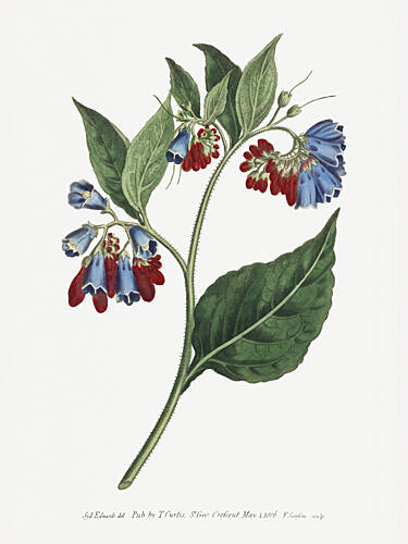 Symphyum Asperrim 1806 Flower Garden Displayed by Francis Sansom Art Print by Francis Sansom