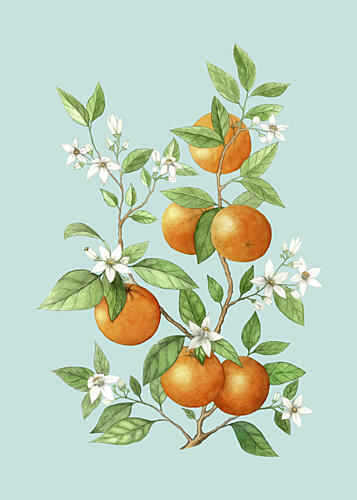 Citrus Blossoms and Oranges Art Print by Maja Kjaer