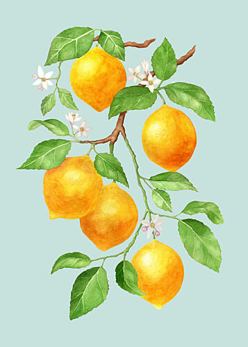 Fresh Lemon Branch Art Print by Maja Kjaer