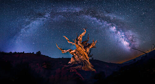 Ancient Tree Milky Way Art Print