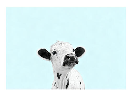 Curious Baby Cow Art Print