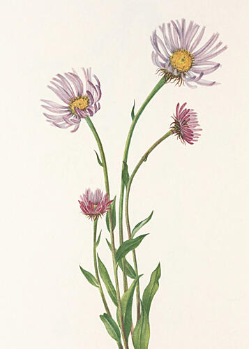 Alaska Fleabane from North American Wildflowers 1925 by Mary Vaux Walcott. Art Print
