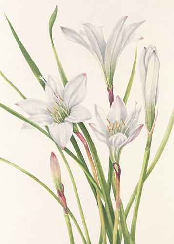 Atamasco Lily from North American Wildflowers 1925 by Mary Vaux Walcott Art Print