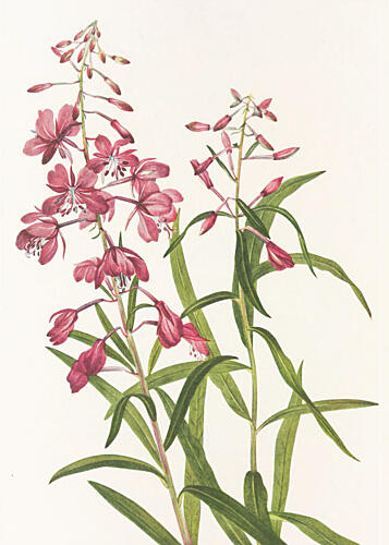 Fireweed from North American Wildflowers 1925 by Mary Vaux Walcott. Art Print
