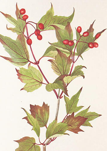 Guelder Rose from North American Wildflowers 1925 by Mary Vaux Walcott. Art Print